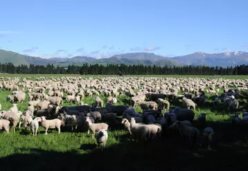 Le gouvernement néo-zélandais se dit prêt à taxer les émissions de méthane dues à l'élevage de ruminants. Levée de boucliers massive de la part des éleveurs qui voient le risque d'une disparition de la ruralité.