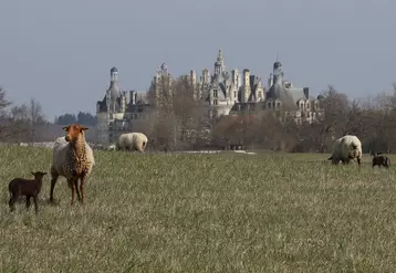 Les brebis solognotes vont valoriser les espaces herbues du parc du château de Chambord.