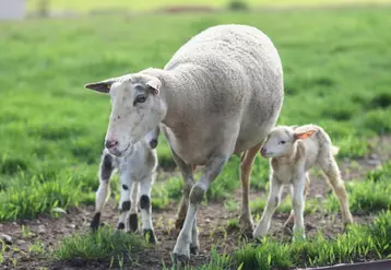 Trés prolifique avec 2,11 agneaux par brebis en moyenne, la race Romane peut aussi se désaisonner facilement. © OS Romane