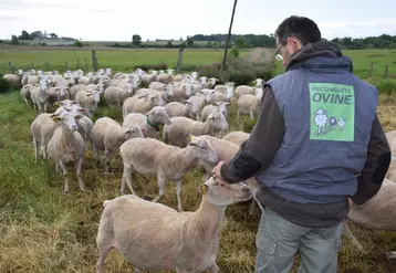 L'aide ovine 2020 devrait être d'environ 21 euros par brebis éligibles.  © D. Hardy