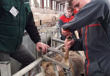 Les BTS PA ont organisé une journée pour montrer l’élevage ovin aux élèves de seconde pro.