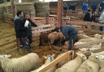Les Ovinpiades des jeunes bergers rassemblent chaque année plus de 700 élèves d'établissements agricoles âgés de 16 à 24 ans.