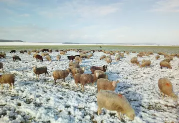 Dans le bassin parisien, des céréaliers expérimentent le retour des moutons dans les champs.   © Ferme Cuypers