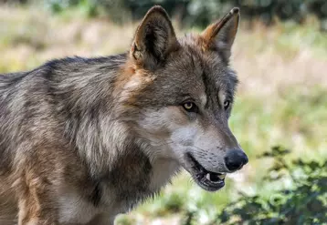 La prédation par le loup impacte fortement les résultats économiques de l'exploitation.