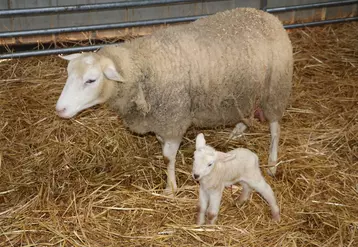 Le virus Maedi-Visna se transmet aux agneaux nouveau-nés par le lait maternel contaminé. Il convient de séparer les petits de leur mère dès la naissance pour éviter la propagation de la maladie. © B. Morel