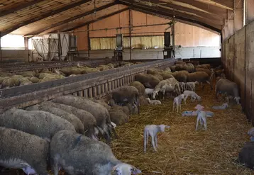 Unicor a collecté plus d'un demi-million d'ovins en 2019. © D. Hardy
