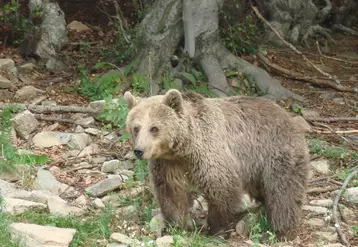 Les dégâts de l'ours sont passés de 516 animaux domestiques tués ou blessés en 2018 à 1 173 en 2019. © M. Paunovic