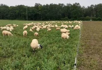 Les ovins valorisent les couverts et la luzerne et pâturent les parcelles de blé. © DR