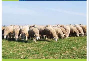 Le dossier annuel ovin retrace l'année économique des filières lait et viande 2019 et donne des perspectives pour 2020. © GEB