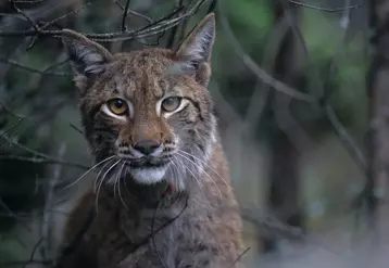 Environ 150 lynx sont présents en France, essentiellement dans le massif jurassien.  © H. Andren