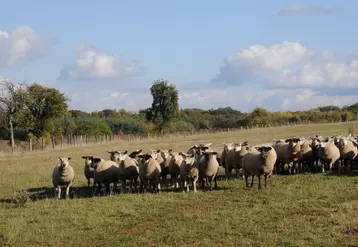 Les agneaux produits sous signe officiel de qualité (IGP, AOP, label rouge, bio) sont perçus comme étant agroécologiques.  © L. Geffroy