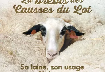La brebis des Causses du Lot, sa laine, son usage au fil du temps © Edicausse