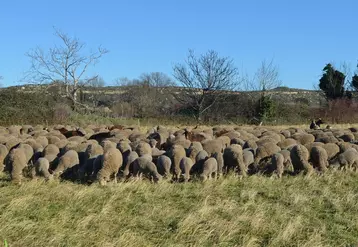 Dans la plaine de Crau, ce troupeau mérinos d’Arles est au pâturage dans les quatrièmes coupes. © P. Fabre