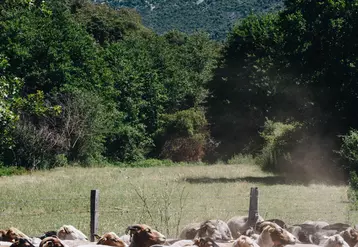L’élevage corse est essentiellement extensif avec des chèvres et brebis de race corse évoluant en plein air. © AOP Brocciu