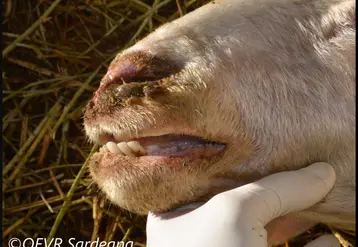 La maladie Bluetongue cause des dégâts importants dans les élevages de ruminants. Les Italiens tentent enrayer la propagation du virus depuis 20 ans. © OEVR Sardegna