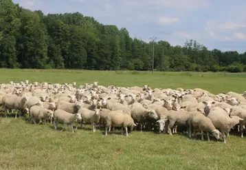 Optimiser l'utilisation de l'herbe au pâturage ou en fourrages aide à diminuer la part de concentrés de la ration des ovins. © B. Morel