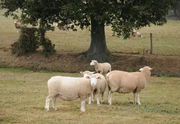Le projet ReVABio veut mesurer l’impact des techniques d’étalement et de finition sur la viande d’agneau.  © L. Geffroy