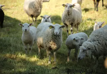 Le mouton Belle-Île connaît un engouement important en Bretagne. © Prix national pour ...