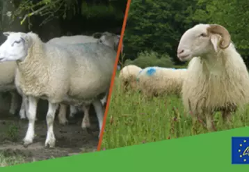 Green Sheep est un programme multifilière (ovin lait et ovin viande) regroupant cinq pays européens pour orienter les pratiques des éleveurs et réduire les émissions de gaz à effet de serre.  © Green Sheep