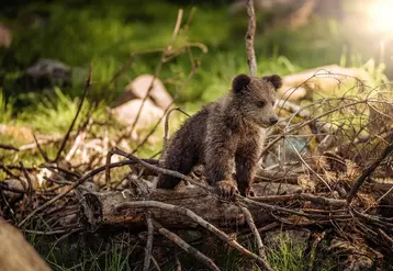 La population d'ours dans le Pyrénées va encore augmenter avec la naissance des trois oursons de l'ourse Sorita.  © J. Ferlic