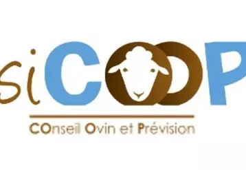 Sicoop permet d'affiner les dates de disponibilités des agneaux. © La Coopération agricole