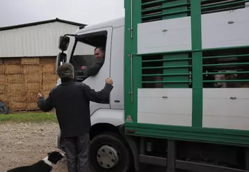 Le ramassage des animaux de ferme en ferme ne doit pas être compté comme une opération de rassemblement selon les syndicats d'éleveurs et de marchés de vif.