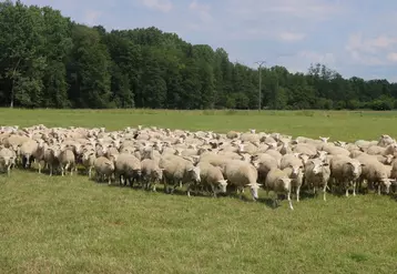 Le surpâturage est susceptible de favoriser l'apparition d'infestation par le ténia des ovins.
