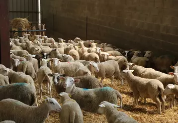 La promiscuité des animaux en bergerie et leur instinct grégaire est le premier facteur de transmission d'un pathogène au sein d'un élevage ovin.