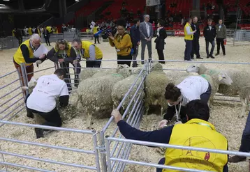 Les sélections régionales mènent à la finale nationale. L'enjeu est de taille, les meilleurs jeunes bergers se disputeront le titre 2022 sur le grand ring du Salon de l'agriculture à Paris..