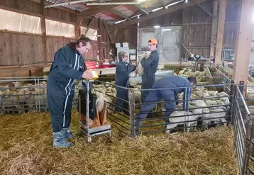Le chantier de pesée ne doit plus être vu comme une contrainte. Bien organisé, il peut permettre de peser entre 300 et 500 agneaux par heure.