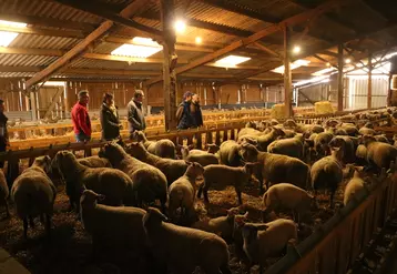 Les premiers agneaux de Gaël Bouvier devaient être abattus quelques jours après la signature du contrat Premium avec la Caveb.
