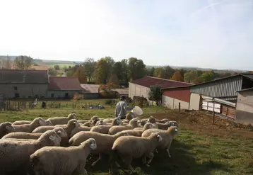 Clara Saltel mène son troupeau d'Est à laine Mérinos en sélection, mais valorise également les agneaux et la laine. 