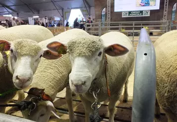Les moutons Île-de-France seront à l'honneur au Salon de l'agriculture à Paris.