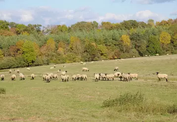 Une plus-value variant de 20 à 80 €/1000 L pour le lait de foin par rapport à un lait non certifié selon l'association en charge de la promotion de l'appellation.
