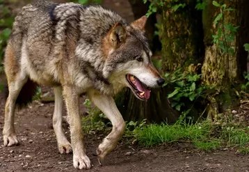 Une révision du statut de protection du loup a été demandé au niveau du Parlement européen.