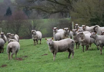 La prévalence de la fièvre Q dans les élevages ovins est trop souvent sous-estimée, alors que la maladie concernerait la moitié des élevages français.