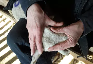 Le triangle entre les deux oreilles et le nez donne une indication sur la taille de la caillette de l’agneau à la naissance. Ici, pour un agneau de 5 kg, elle est de l’ordre de 100 à 200 ml.