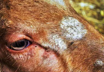 La teigne ovine est reconnaissable aux dépilations circulaires qu'elle crée sur la peau de l'animal.