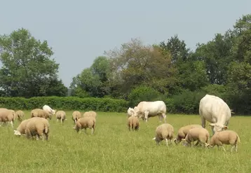 Le pâturage combiné des bovins et ovins permet aux brebis d'avoir un accès favorisé vers les plantes appétentes. Elles sont en meilleur état corporel que dans les troupes monospécifiques. 