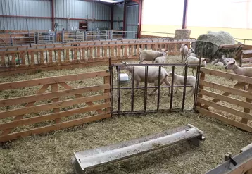Les anciens bâtiments bovins peuvent être facilement réutilisés pour installer des ovins, moyennant un nouvel agencement modulable grâce aux claies.