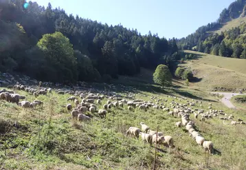 Les cas-types en élevage ovin permettent de simuler des changements de pratiques ou encore les évolutions de la Pac sur différents pas de temps.