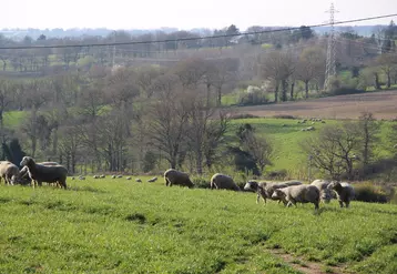 50 ha autour du bâtiment sont accessibles aux brebis et agnelles.