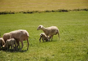 Le projet RéVABio a mis en place un essai sur le report des agneaux d’herbe.