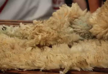 La filature Colbert veut valoriser localement la laine des brebis lacaune du rayon de Roquefort