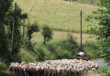 Le territoire de Haute-Loire se caractérise par des reliefs montagneux, propices à l'élevage ovin.
