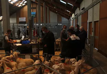 En 2021, 25913 animaux ont été vendus sur le marché au cadran dont plus de 20 000 agneaux.