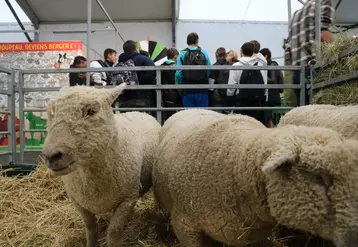 L'excellence de la filière ovine française a été mise en valeur lors du Sommet de l’Élevage qui s'est tenu du 4 au 7 octobre à Cournon-d'Auvergne (Puy-de-Dôme).