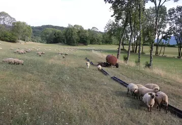Face à la sécheresse, les éleveurs en système herbager ont dû apporter du concentré aux agneaux à l'herbe.