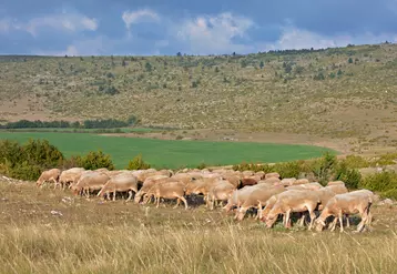 L'IGP Agneau de Lozère prévoit que les agneaux doivent être de issus de brebis Blanche du Massif central, une des races locales.