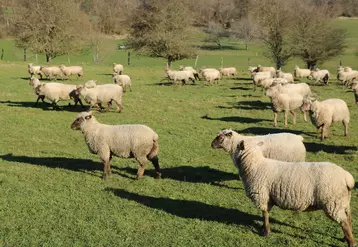 Selon les simulations présentées par Hélène Fuchey de l’Institut de l’élevage, les impacts de la PAC 2023-2027 sur les élevages ovins sont plutôt négatifs pour les allaitants et quasiment à l’équilibre pour les laitiers.